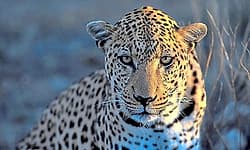 Yedapadavu: ಹಟ್ಟಿಯಿಂದ ಕರುವನ್ನು ಎಳೆದೊಯ್ದು ತಿಂದು ಹಾಕಿದ ಚಿರತೆ!