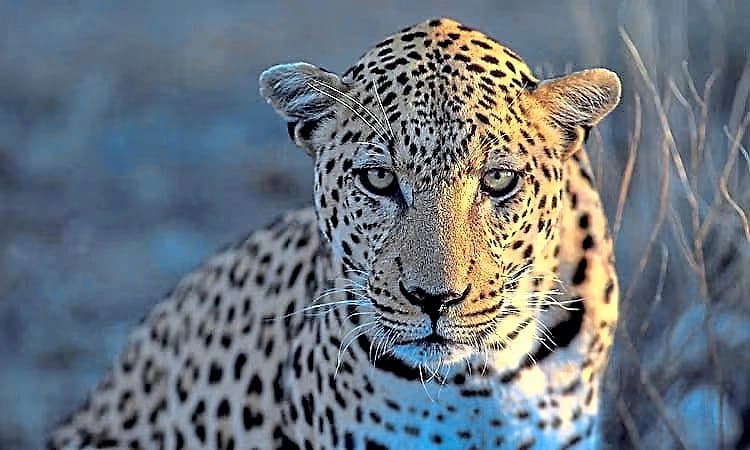 Yedapadavu: ಹಟ್ಟಿಯಿಂದ ಕರುವನ್ನು ಎಳೆದೊಯ್ದು ತಿಂದು ಹಾಕಿದ ಚಿರತೆ!