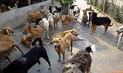 ನಾಯಿಗಳ ದತ್ತು ಸ್ವೀಕಾರಕ್ಕೆ ಕೇಂದ್ರ ನಗರ ಪಾಲಿಕೆ ಮನವಿ