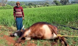 Hunsur: ಹುಲಿ ದಾಳಿಗೆ ಹಸು ಬಲಿ