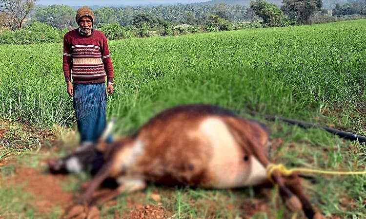 Hunsur: ಹುಲಿ ದಾಳಿಗೆ ಹಸು ಬಲಿ