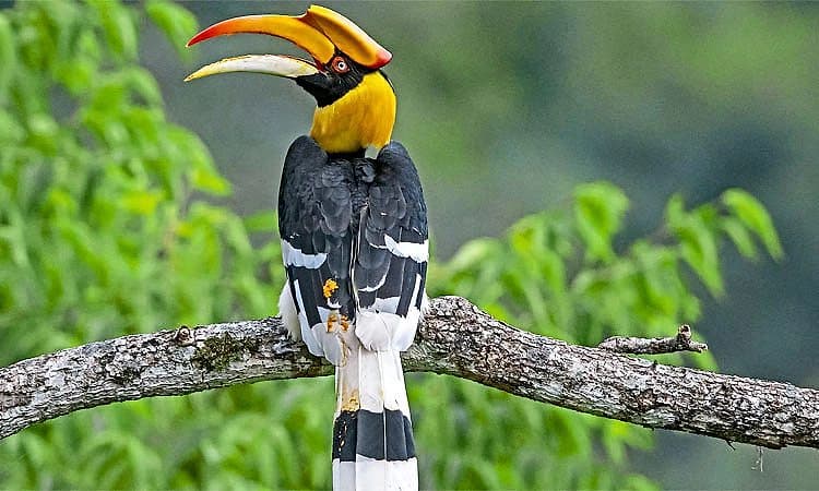 Horn BiIl: ಹಕ್ಕಿ ಜಗತ್ತಿನ ಸುಂದರ ಕತೆ ಹೇಳುವ ಕೌತುಕ