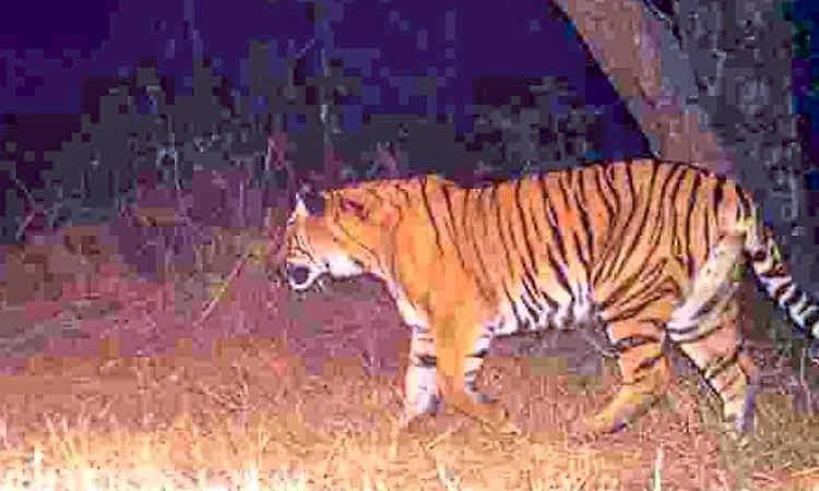 ಕೇರಳ ವಯನಾಡಿನಲ್ಲಿ ಹುಲಿ ದಾಳಿಗೆ ಬುಡಕಟ್ಟು ವ್ಯಕ್ತಿ ಬಲಿ?