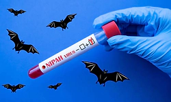 Nipah virus screenings at airports: How it differs from Covid-19 checks and what travellers should know