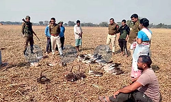 More than 50 migratory birds found dead in Assam’s Majuli, poisoning suspected