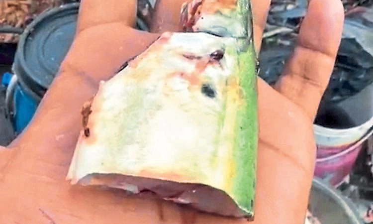 Malpe: ಕತ್ತರಿಸಿದ ಬಳಿಕವೂ ಚಡಪಡಿಸಿದ ಬಂಗುಡೆ ಮೀನು!