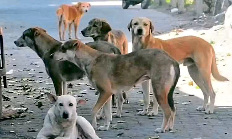 ತೆಲಂಗಾಣದಲ್ಲಿ ಕಳೆದ 1 ತಿಂಗಳಲ್ಲಿ 1000 ಬೀದಿನಾಯಿಗಳ ಹತ್ಯೆ!