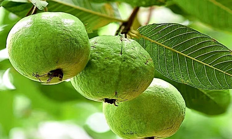 Karkala: ಹವಾಮಾನದ ಸವಾಲಿನ ನಡುವೆಯೂ ಹೆಚ್ಚಿದ ಪೇರಳೆ ಕೃಷಿ ಆಸಕ್ತಿ