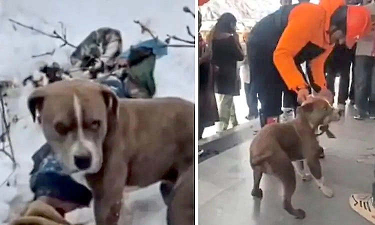 Viral Video: ಹೃದಯವಿದ್ರಾವಕ ಘಟನೆ..!: ಮೃತ ಯಜಮಾನನಿಗೆ ಕಾವಲು ನಿಂತ 'ಪಿಟ್‌ ಬುಲ್' ಶ್ವಾನ 