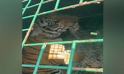 ಚಾಮರಾಜನಗರ: ಮತ್ತೊಂದು ಹುಲಿ ಮರಿ ಸೆರೆ, ಇನ್ನೊಂದು ಬಾಕಿ