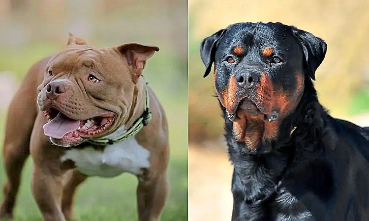 GOA; ಪಿಟ್‌ಬುಲ್,ರಾಟ್ ವೀಲರ್ ಸೇರಿ ಇತರೆ ಅಪಾಯಕಾರಿ ನಾಯಿ ತಳಿಗಳ ನಿಷೇಧಕ್ಕೆ ಸರ್ಕಾರ ಸಜ್ಜು!