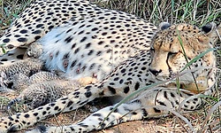 ಮ.ಪ್ರದೇಶ: 4ನೇ ಮರಿಗೆ ಗಾಮಿನಿ ಜನ್ಮ, ಚೀತಾಗಳ ಸಂಖ್ಯೆ 39ಕ್ಕೇರಿಕೆ