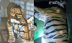 ಬಂ‌ಡೀಪುರ: ಚೆನ್ನಮಲ್ಲಿಪುರದಲ್ಲಿ ಬೀಡುಬಿಟ್ಟಿದ್ದ ಹುಲಿ ಸೆರೆ