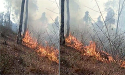 Chikkamagaluru: ಬಿಸಿಲ ಧಗೆಗೆ ಸುಟ್ಟು ಕರಕಲಾದ ಮೀಸಲು ಅರಣ್ಯ ಪ್ರದೇಶ