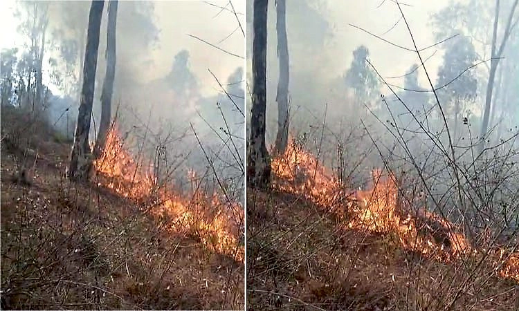 Chikkamagaluru: ಬಿಸಿಲ ಧಗೆಗೆ ಸುಟ್ಟು ಕರಕಲಾದ ಮೀಸಲು ಅರಣ್ಯ ಪ್ರದೇಶ