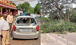 Udupi: Tree falls onto road in Havanje; Forest officer escapes by a hair's breadth