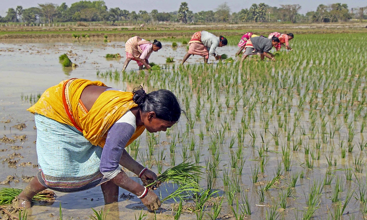 Basmati rice exporters urge govt action on shipping charges amid West Asia crisis