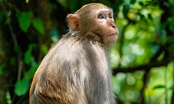 ಕೋತಿ ಹಿಡಿಯಿರಿ 600 ರೂಪಾಯಿ ಪಡೆಯಿರಿ: ಮಹಾರಾಷ್ಟ್ರ ಸರ್ಕಾರದ ವಿನೂತನ ಕ್ರಮ!