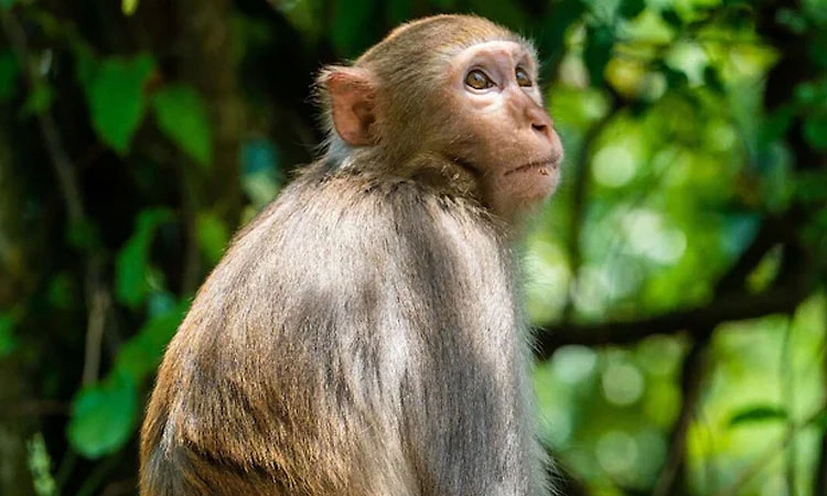 ಕೋತಿ ಹಿಡಿಯಿರಿ 600 ರೂಪಾಯಿ ಪಡೆಯಿರಿ: ಮಹಾರಾಷ್ಟ್ರ ಸರ್ಕಾರದ ವಿನೂತನ ಕ್ರಮ!