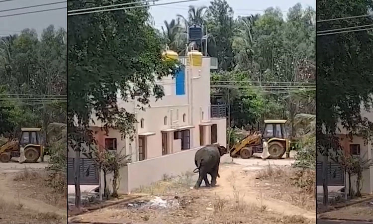 ಚನ್ನಪಟ್ಟಣದಲ್ಲಿ ಕಾಡಾನೆ ದಾಂಧಲೆ: ವ್ಯಕ್ತಿಗೆ ಗಾಯ, ಹಸು ಸಾವು, ಕಾರು ಜಖಂ 