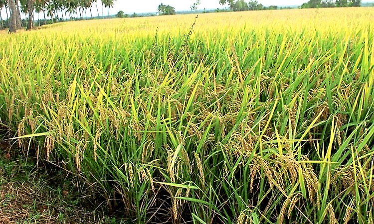 Mangaluru: Target of 1,000 acres of paddy cultivation in DK district with collaboration of department and various organizations