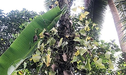 ಕಾಳುಮೆಣಸಿನ ಕೃಷಿಗೆ ಕಾಡುವ ಬುಡ ಕೊಳೆಯುವ ರೋಗ- ಅಗತ್ಯ ಮುನ್ನೆಚ್ಚರಿಕೆಯೇ ಮದ್ದು