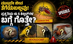 Animals: ಮುಟ್ಟದೇ ಜೀವ ತೆಗೆಯಬಲ್ಲವು..! ಪ್ರಕೃತಿಯ ಈ 5 ಕಿಲ್ಲರ್‌ಗಳ ಬಗ್ಗೆ ಗೊತ್ತೇ?