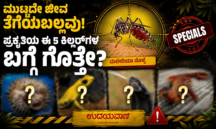 Animals: ಮುಟ್ಟದೇ ಜೀವ ತೆಗೆಯಬಲ್ಲವು..! ಪ್ರಕೃತಿಯ ಈ 5 ಕಿಲ್ಲರ್‌ಗಳ ಬಗ್ಗೆ ಗೊತ್ತೇ?
