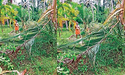 ಅರಂತೋಡು: ಕಾಡಾನೆ ದಾಳಿ; ಕೃಷಿ ತೋಟಕ್ಕೆ ಅಪಾರ ಹಾನಿ