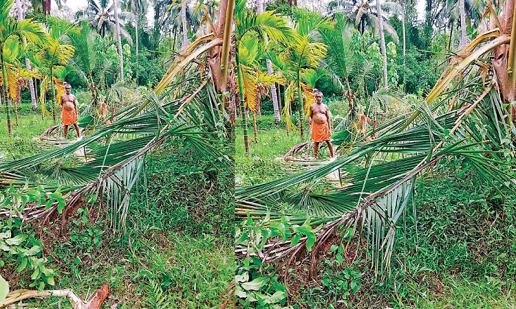 ಅರಂತೋಡು: ಕಾಡಾನೆ ದಾಳಿ; ಕೃಷಿ ತೋಟಕ್ಕೆ ಅಪಾರ ಹಾನಿ