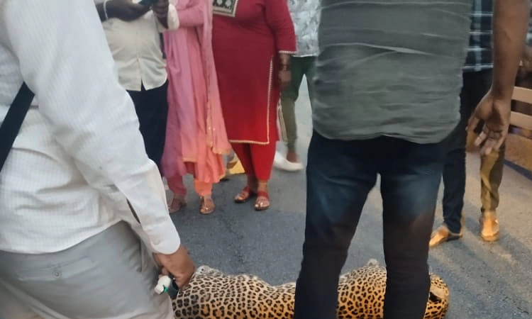 ಹುಣಸೂರು: ಅಪರಿಚಿತ ವಾಹನ ಡಿಕ್ಕಿಯಾಗಿ ಸ್ಥಳದಲ್ಲೇ ಚಿರತೆ ಸಾವು