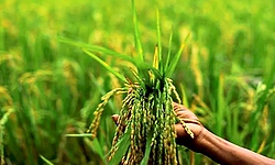 ಬೆಳೆ ವಿಮೆ ಯೋಜನೆ: ನೋಂದಣಿಗೆ ಜೂ. 30 ಕಡೆ ದಿನ