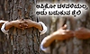 Nature: ಅಪ್ಪಿಕೋ ಚಳವಳಿಯಲ್ಲ, ಅದು ಬದುಕುವ ಶೈಲಿ