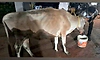 Puttur: ಆರ್ಯಾಪು: ಅಕ್ರಮ ಜಾನುವಾರು ಸಾಗಾಟ; ಪ್ರಕರಣ ದಾಖಲು
