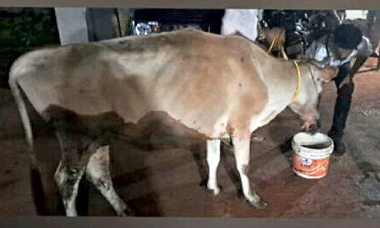 Puttur: ಆರ್ಯಾಪು: ಅಕ್ರಮ ಜಾನುವಾರು ಸಾಗಾಟ; ಪ್ರಕರಣ ದಾಖಲು