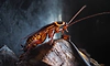 Cockroach season: Everything you need to know about their rise, risks and prevention