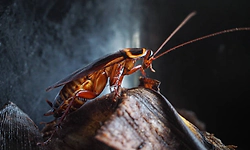 Rising cockroach menace: Stay alert! Your home could be next