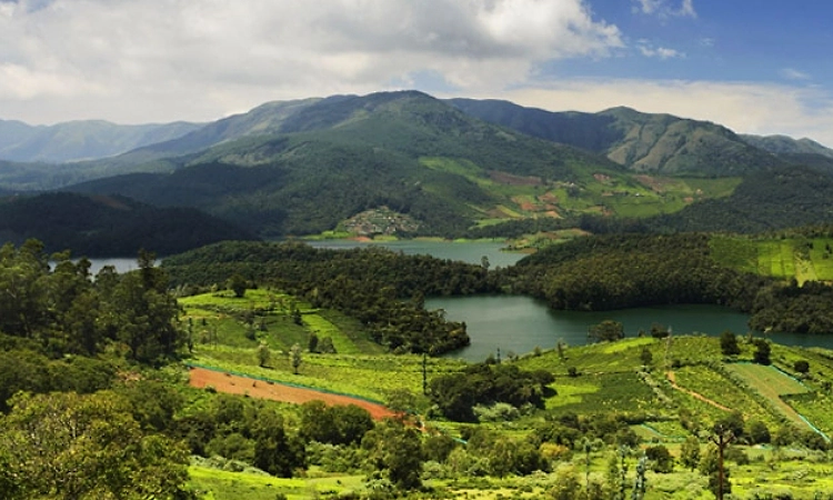 Climate shift threatens Nilgiris tea plantations, says UPASI official