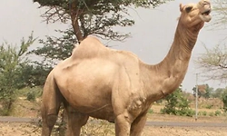 Rare camel breed faces extinction threat; conservation measures initiated