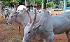 ‘ಅನುಗ್ರಹ’ ಯೋಜನೆಯಡಿ 98 ಕೋಟಿ ರೂ. ಪರಿಹಾರ ಬಾಕಿ!  