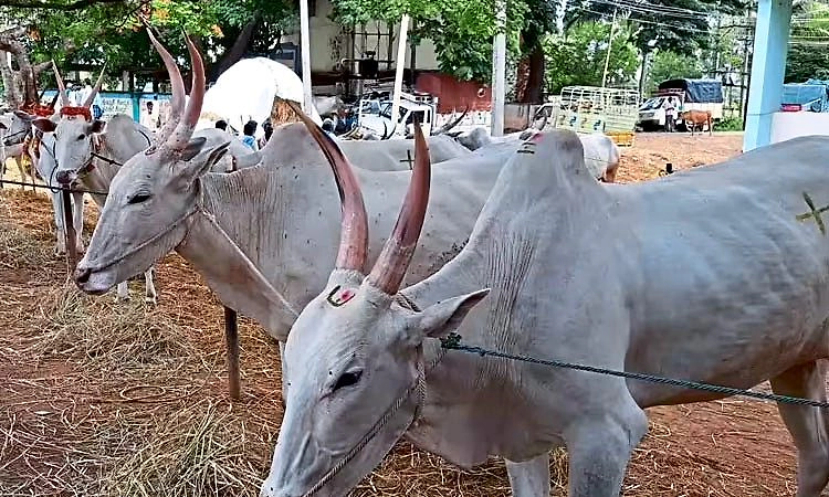 ‘ಅನುಗ್ರಹ’ ಯೋಜನೆಯಡಿ 98 ಕೋಟಿ ರೂ. ಪರಿಹಾರ ಬಾಕಿ!  
