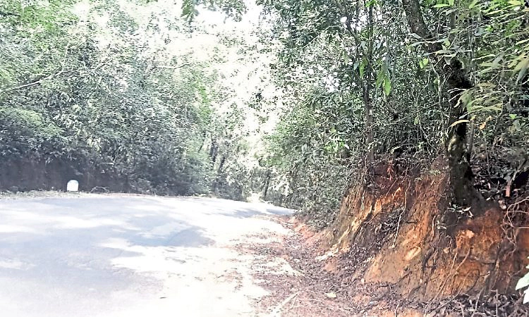 Siddapura: ವಾಲಿದ ಮರಗಳು: ಬುಡವೂ ಗಟ್ಟಿಯಿಲ್ಲ!