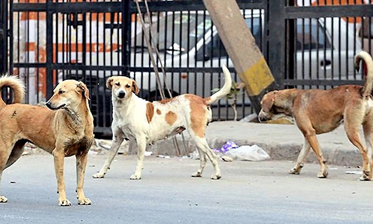 ಕಿನ್ನಿಗೋಳಿ: ಭೀತಿ ಹೆಚ್ಚಿಸಿದ ಬೀದಿ ನಾಯಿಗಳ ದಾಳಿ