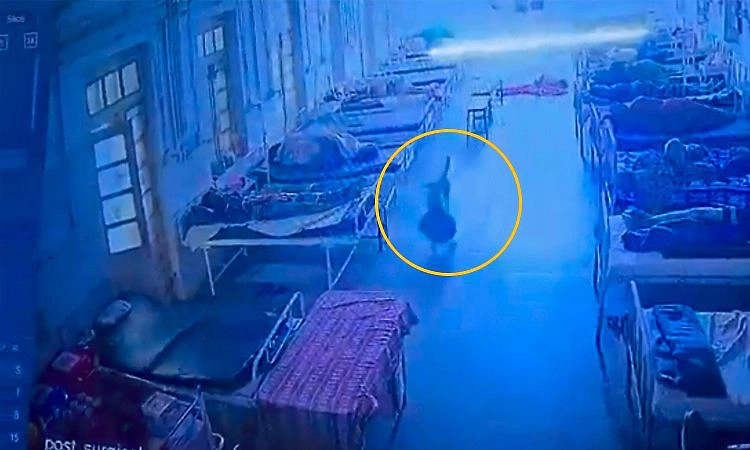 ಆಸ್ಪತ್ರೆಯಲ್ಲಿದ್ದ 4 ಲಕ್ಷ ರೂ. ಮೌಲ್ಯದ ಚಿನ್ನಾಭರಣದ ಬ್ಯಾಗ್ ಕೊಂಡೊಯ್ದ ಬೀದಿ ನಾಯಿ!