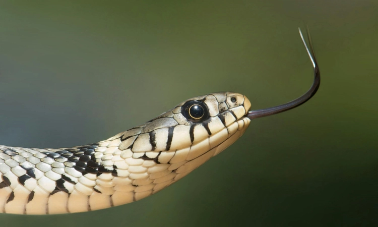 2,483 people bitten by snakes in coastal region in two years!