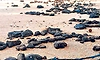 ಕರಾವಳಿಯ ಡಾಮರು ಉಂಡೆ ಸಮಸ್ಯೆ ಬಗೆಹರಿಸಲು ಶಿಫಾರಸು