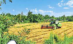 ಭತ್ತ ಬೆಳೆಗಾರರಿಗೆ ಡಬಲ್‌ ಸಂಕಷ್ಟ