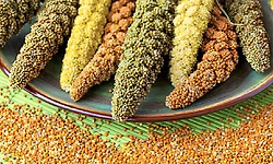 1 ಎಕರೆಯಲ್ಲಿ 41 ತಳಿ ಸಿರಿಧಾನ್ಯ ಬೆಳೆದ ರೈತ!