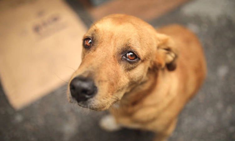 Rising dog bite cases: Maharashtra official suggests non-invasive surgery to control animal numbers