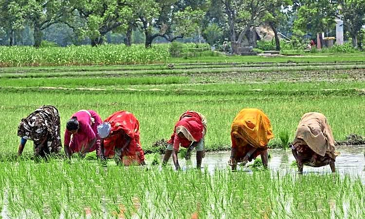 ಹೊಸ ಕೃಷಿ ಪದ್ಧತಿ ಅಳವಡಿಕೆ: 7 ರೈತರಿಗೆ ಕೇಂದ್ರದಿಂದ ಪ್ರಶಸ್ತಿ